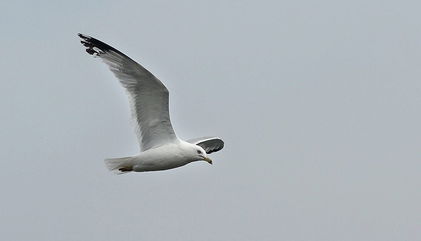 Seagull Gets The Randy Johnson Treatment, Blasted Mid-Flight During A Soccer Game