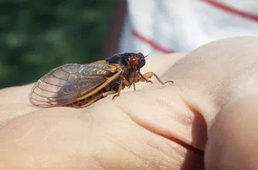 Why is the government pushing bugs onto our plates?