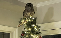 Family Shocked to Find Giant Owl Perched Atop Christmas Tree