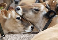 Bird flu detected in Arizona dairy’s milk supply