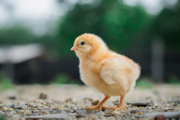 Caroline Kennedy: ‘RFK Put Chickens and Cats in Blender’