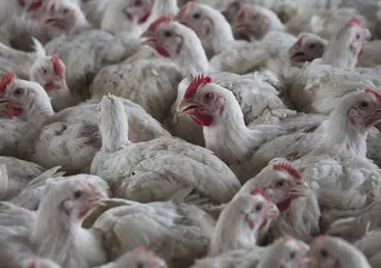 Egg prices jump ahead of holiday due to bird flu outbreak