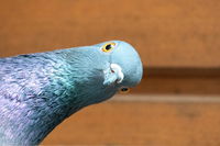 University Spends $500K to Teach Pigeons How to Gamble