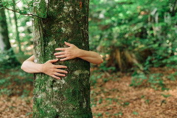 Therapists Recommend ‘Forest Bathing’ to Cope with Trump Inauguration