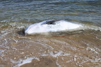 Rescue attempt of beached dolphin in the Hamptons falls short