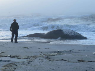 Juvenile whale discovered washed on Long Island beach