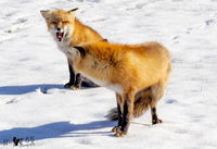 LI photographers capture stunning scenes of foxes enjoying snow