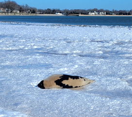 Viral photo captures harp seal sleeping on Peconic Bay in Jamesport