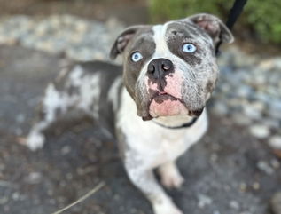 9 Rare Blue-Eyed Dogs Ready for Adoption Now!