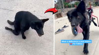 Watch the Joyful Moment a Resilient Street Dog Runs Freely Again in His New Wheelchair