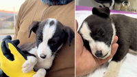 Abandoned Puppy Left to Freeze at a Bus Station Thought Kindness Wasn’t Real — Until This Happened