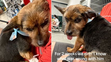 Addison’s Disease Nearly Took This Dog’s Life—Could Your Pup Be at Risk?