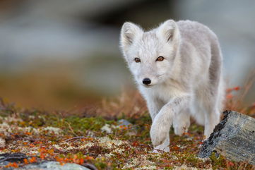 A Couple Walking In Portland Thought They Spotted A Puppy, But It Was A Mystifying White Fox