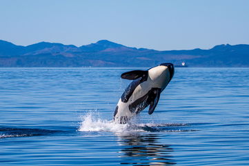 Recent Research Has Uncovered New Details About The Diet Of Resident Killer Whales, Aiding Conservation Efforts For Critically Endangered Populations