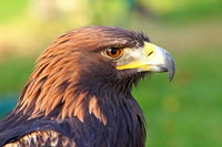 Young Golden Eagles Actually Improve Their Flight Skills As They Age, Allowing Them To Explore Much Larger Areas Of The Central European Alps