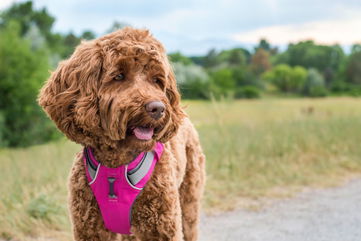 All The Places You Should Be Checking For Ticks On Your Dog