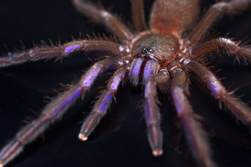 A New Tarantula Species With Rare, Electric Blue Coloring Was Discovered In Thailand