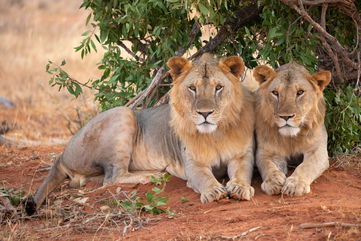 A Pair Of Man-Eating Lions Devoured Dozens Of Railway Workers In Kenya In 1898, And New DNA Analysis Has Revealed More Clues About Their Diet