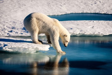 Warming Temperatures Are Causing Some Polar Bears To Sustain New Types Of Ice-Related Paw Injuries In The High Arctic