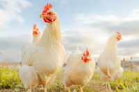 Scientists Are Able To Grow Chickens Without Eggshells, Representing A Significant Breakthrough For Stem Cell Research