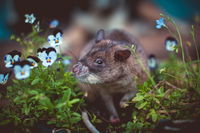 Researchers Have Trained Giant Rats Wearing Vests To Sniff Out Smuggled Goods, Combating The Illegal Wildlife Trade Of Threatened Animals And Plants