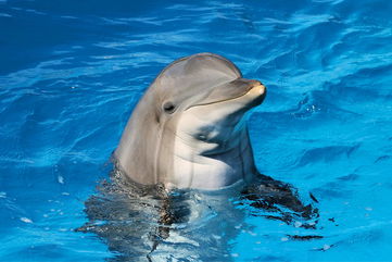 Microplastics Have Been Found In The Breath Of Wild Bottlenose Dolphins Off The Coasts Of Florida And Louisiana, Suggesting Inhalation Is Another Exposure Method To These Harmful Particles