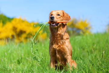 Dogs That Eat A Vegan Diet Are Less Likely To Require Medication Or Have High Numbers Of Veterinary Visits, According To A New Large-Scale Study