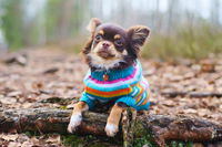 Dog Sweaters Aren’t Just For Pampered Pups: They Can Help Keep Your Pet Warm, Comfortable, And Protected This Winter Season