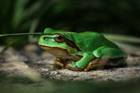 Frogs Exposed To Radiation In Chernobyl Haven’t Seen Any Negative Impacts On Aging Or Stress Levels, According To A New Study