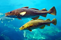 Over 2 Million Atlantic Cod Were Seen Feasting On 23 Million Capelin Off The Coast Of Norway, Marking The Largest Ocean Predation Event Ever Recorded