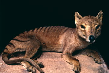 The 110-Year-Old Pickled Fossil Skull Of A Tasmanian Tiger May Help Bring The Extinct Species From Australia Back To Life