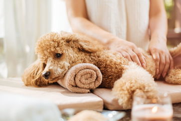 Canine Massage Can Relieve Your Pup’s Pain And Boost Their Quality Of Life