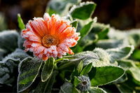 These Are All The Easy Ways You Can Protect Your Plants From Frost This Winter