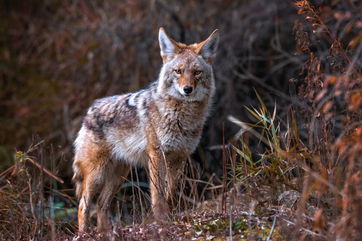 Most Sightings Of Chupacabras, The Mythical Monsters From Latin American Legend, Are Likely Sick Coyotes In The Late Stages Of Mange