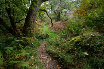 A Rare Fungus That Latches Onto Spiders And Turns Them Into Zombies Was Found In Scotland’s Rainforest