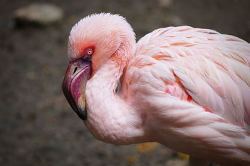 A Pair Of Flamingo Foster Fathers At The San Diego Zoo Safari Park Hatched An Egg And Are Raising A Chick Together