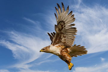 Ferruginous Hawks That Winter In California Have Been Unexpectedly Thriving, Despite Declining Population Numbers In Preferred Grassland Habitats For Over Two Decades