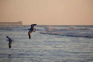 These Pirate Birds Are Not After Treasure: They Bully Their Peers Into Giving Them Food, Which Spreads Avian Flu