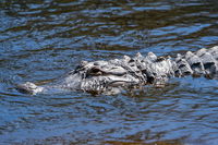 Are Crocodiles In Indonesia Pretending To Drown To Coax People Into The Water?