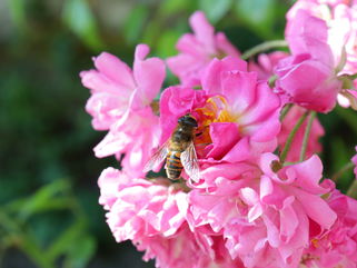 Murder Hornets Posed A Huge Threat To Bees In America, But They’ve Just Been Officially Wiped Out