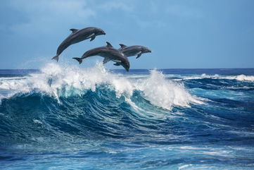 Dolphins Have Been Caught Beating Up Baby Manatees, But It Could Be They’re Just Rough Housing