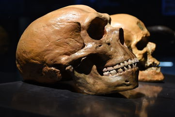 For Several Millennia, Neanderthals And Modern Humans Actually Interbred