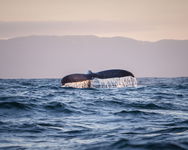 A New Species Of Whale Was Recently Identified, But Now There’s A Race Against Time To Save Them From Disappearing For Good