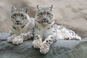 Mysteries Surrounding Snow Leopard Evolution Have Been Unraveled Thanks To These Fossils