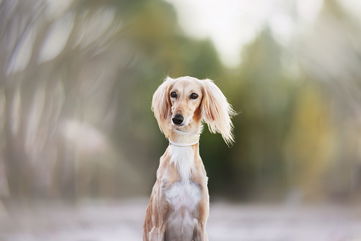 Everything You Need To Know About The Saluki, Which Has Been Around Since Before The Ancient Egyptian Pyramids Were Built