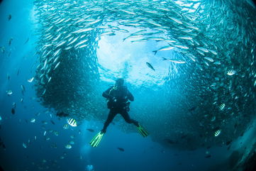 He Lost His Wife In A Tsunami, So He Became A Scuba Diver To Search For Her