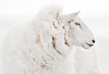 Her Husband Bought Sheep And Chickens Without Asking Her, And She’s Exhausted Caring For Them