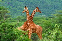 Researchers Spent More Than A Decade Comparing The DNA Of Giraffes, And Found They Can Be Divided Into Four Species