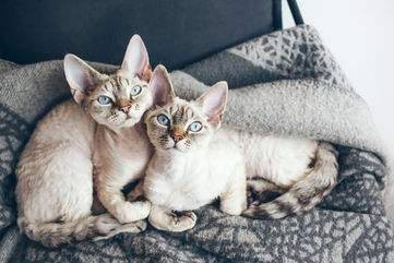 Her Husband Put Down Her Cats, So She Wants To Divorce Him