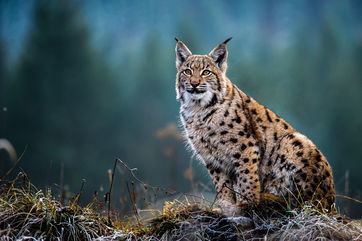 Four Lynx Were Illegally Released Into The Scottish Highlands, And Guerrilla Rewilding May Be To Blame